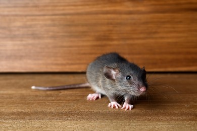 Photo of Small brown rat near wooden wall on floor