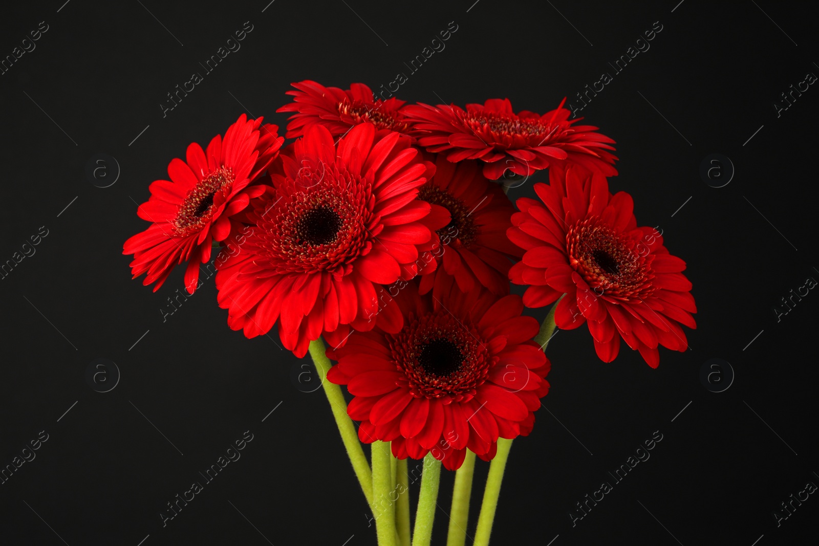 Photo of Bouquet of beautiful red gerbera flowers on black background