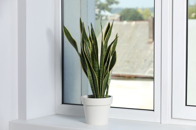 Photo of Beautiful potted houseplant on white window sill