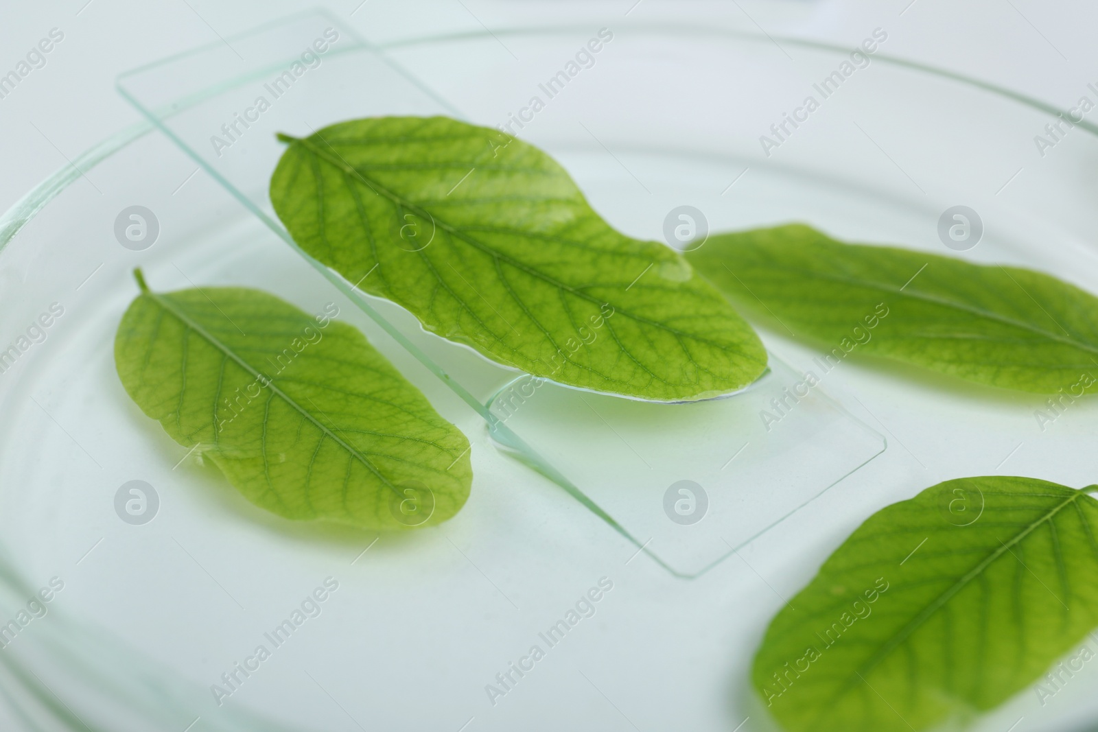 Photo of Petri dish and glass slide with leaf on white table, closeup