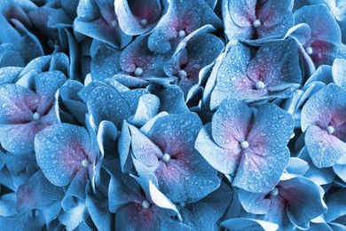 Image of Beautiful blue hortensia flowers with water drops as background, closeup