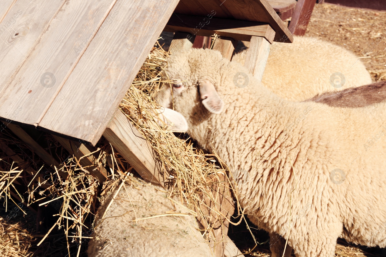 Photo of Cute funny sheep eating hay on farm. Animal husbandry