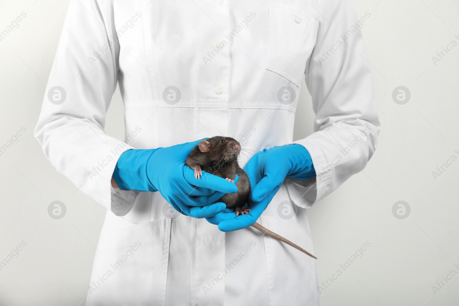 Photo of Scientist holding laboratory rat on white background, closeup