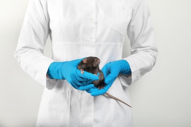 Photo of Scientist holding laboratory rat on white background, closeup