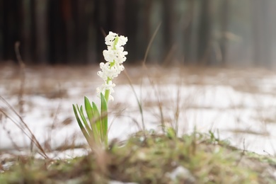 Photo of Beautiful white blooming hyacinth growing outdoors, space for text. First spring flower