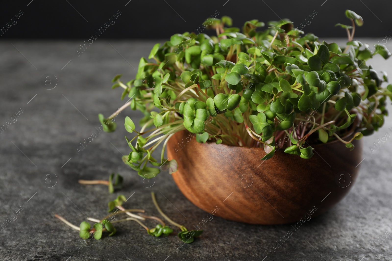 Photo of Fresh radish microgreens in bowl on grey table, space for text