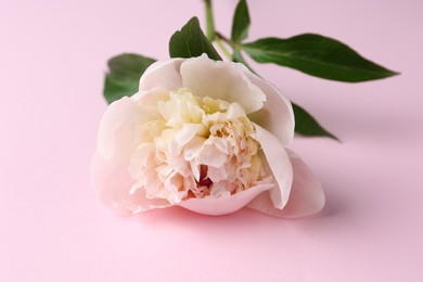 Beautiful aromatic peony on pink background, closeup
