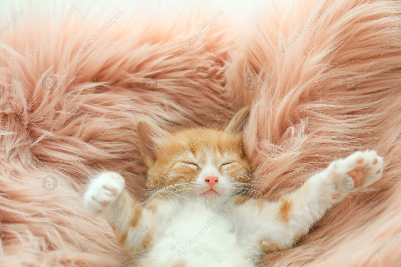 Photo of Cute little kitten sleeping on pink furry blanket, above view