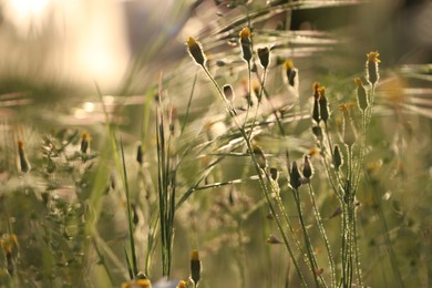 Photo of Beautiful wild flowers growing in spring meadow, closeup