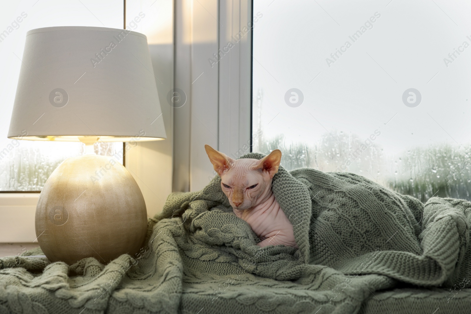 Photo of Beautiful Sphynx cat wrapped in soft blanket near window at home. Lovely pet