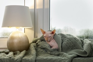 Beautiful Sphynx cat wrapped in soft blanket near window at home. Lovely pet