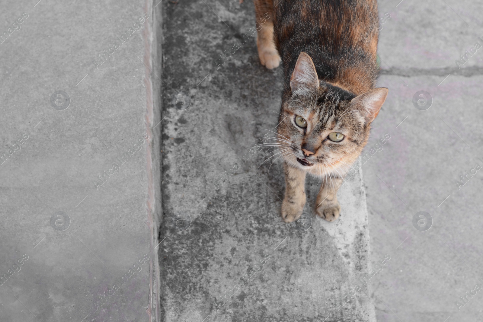 Photo of Cute stray cat on road outdoors, space for text