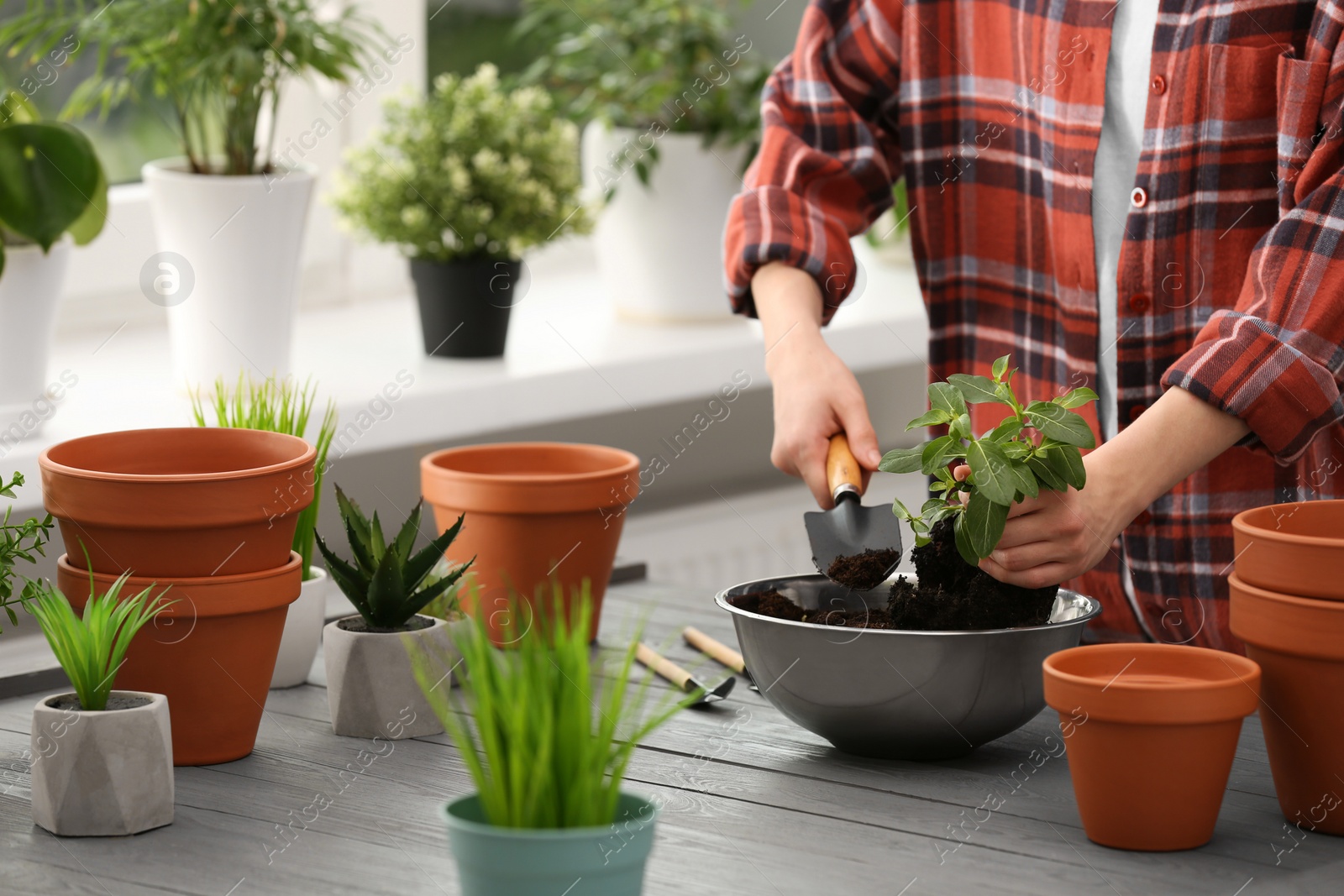 Photo of Transplanting. Woman with houseplant, gardening tools and empty flower pots at gray wooden table indoors, closeup