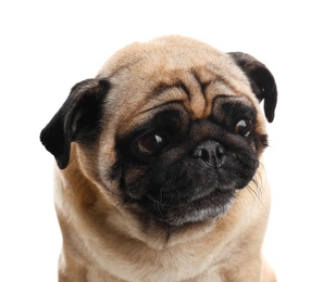 Happy cute pug dog isolated on white