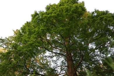 Photo of Beautiful tree with green leaves growing outdoors, low angle view