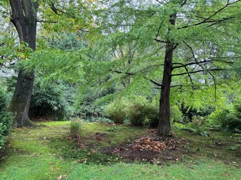 Photo of Bright moss and green grass, trees and other plants in park