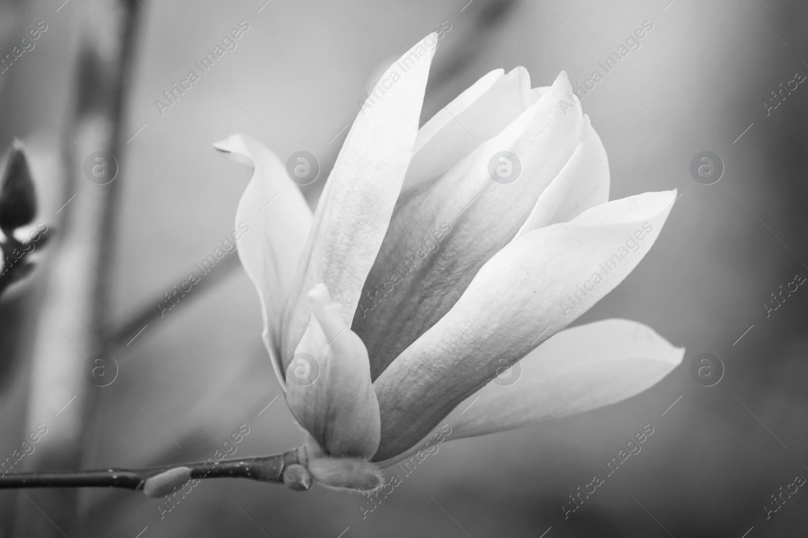 Image of Beautiful Magnolia flower on tree branch outdoors, closeup. Black and white tone 