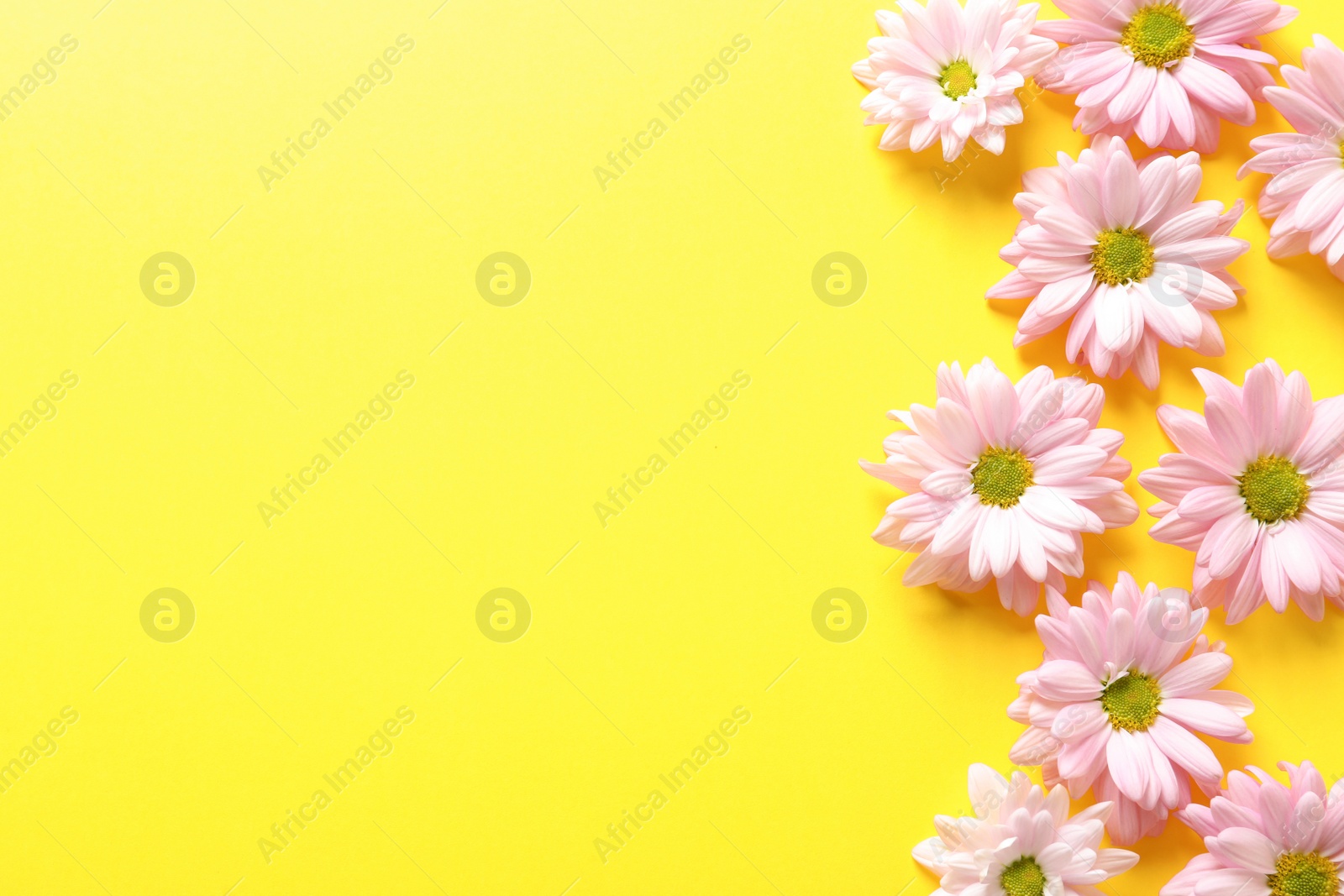 Photo of Beautiful chamomile flowers on color background, flat lay with space for text