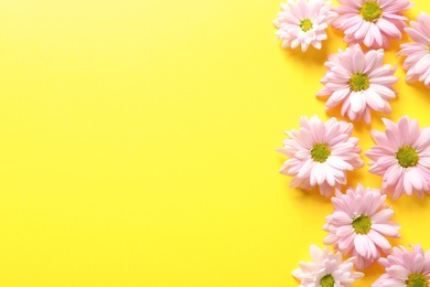 Photo of Beautiful chamomile flowers on color background, flat lay with space for text