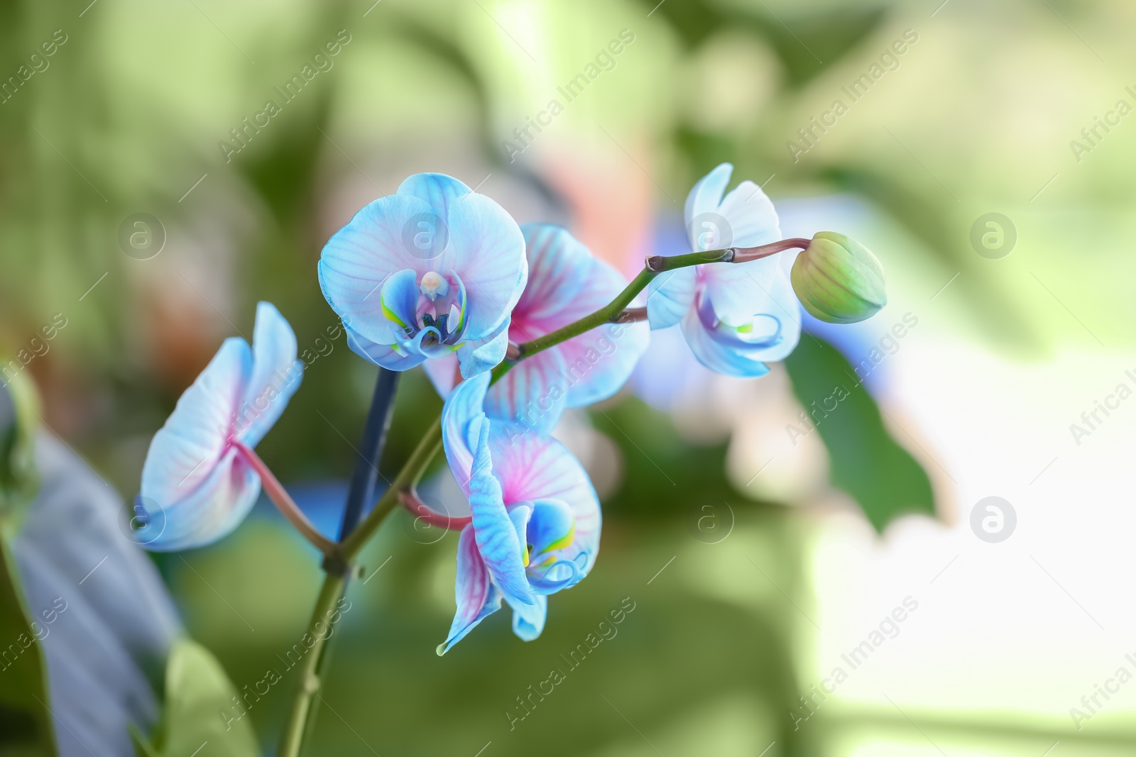 Photo of Beautiful orchid flowers on blurred background. Tropical plant