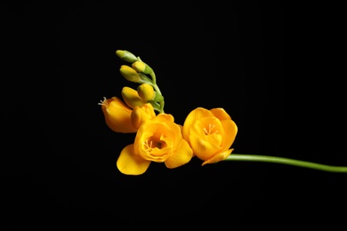 Photo of Beautiful yellow freesia flowers on black background