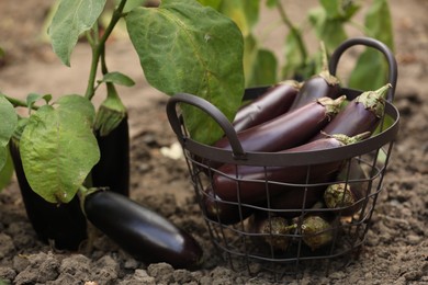 Photo of Fresh ripe eggplants in metal basket outdoors