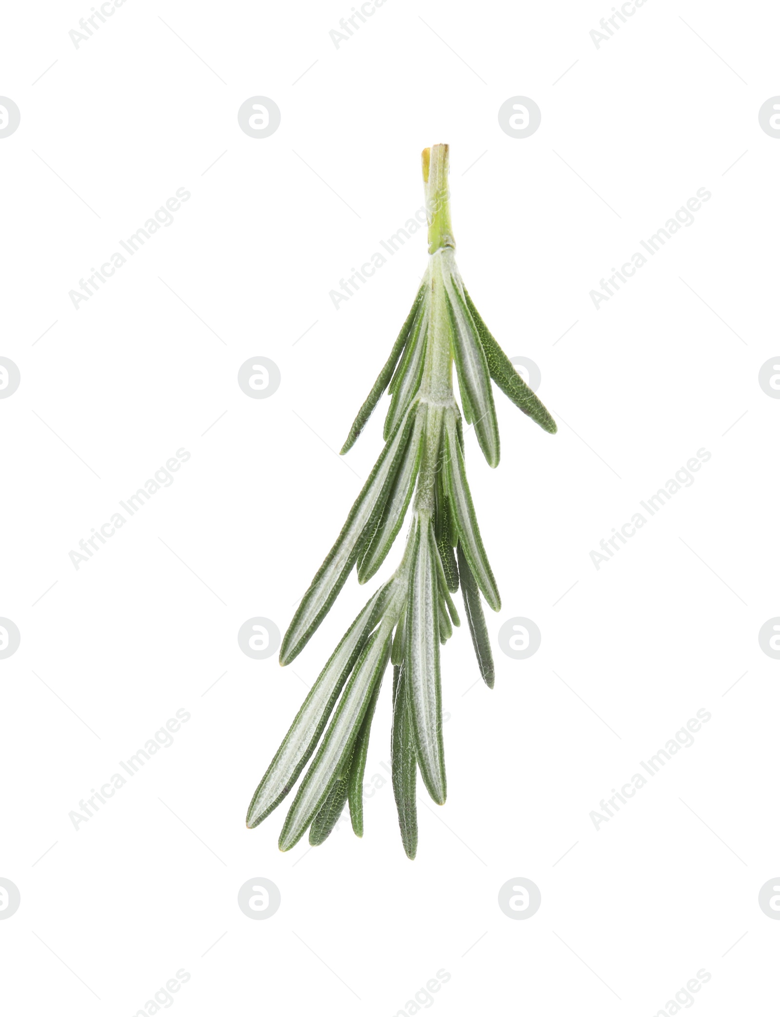 Photo of Fresh green rosemary leaves on white background