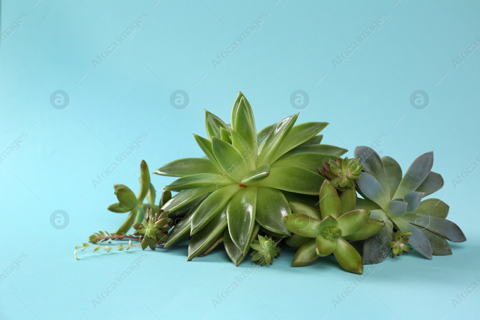 Photo of Beautiful echeverias on light blue background. Succulent plants