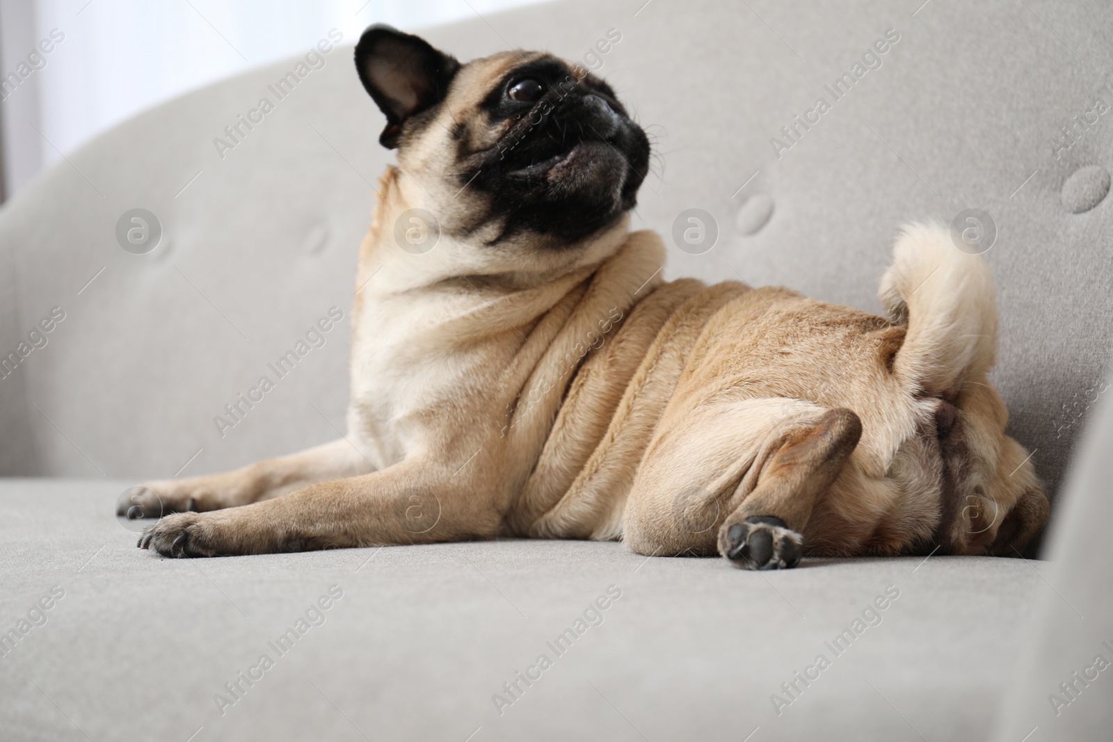 Photo of Happy cute pug dog on sofa indoors