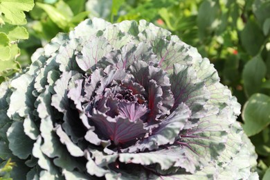 Photo of Closeup view of cabbage in garden on sunny day