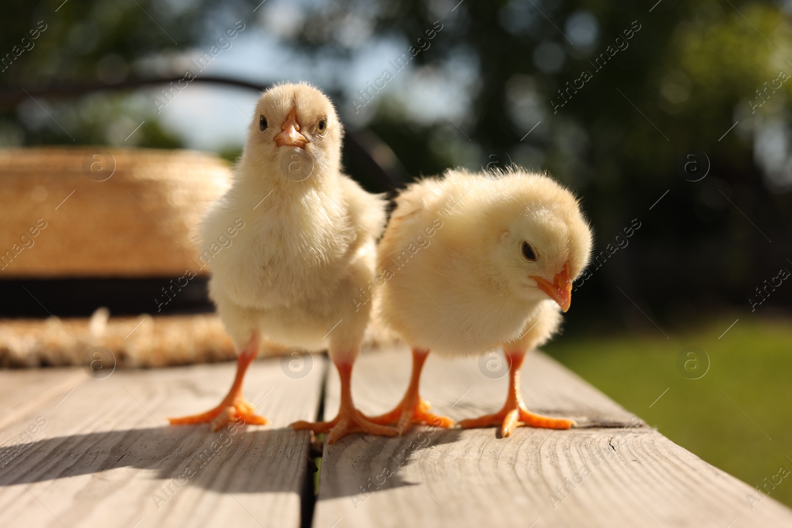 Photo of Cute chicks on wooden surface on sunny day, closeup. Baby animals