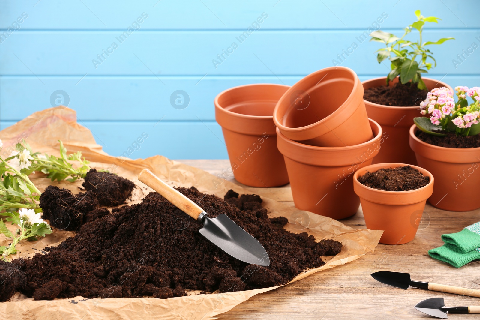 Photo of Time for transplanting. Many terracotta pots, soil, flowers and tools on wooden table