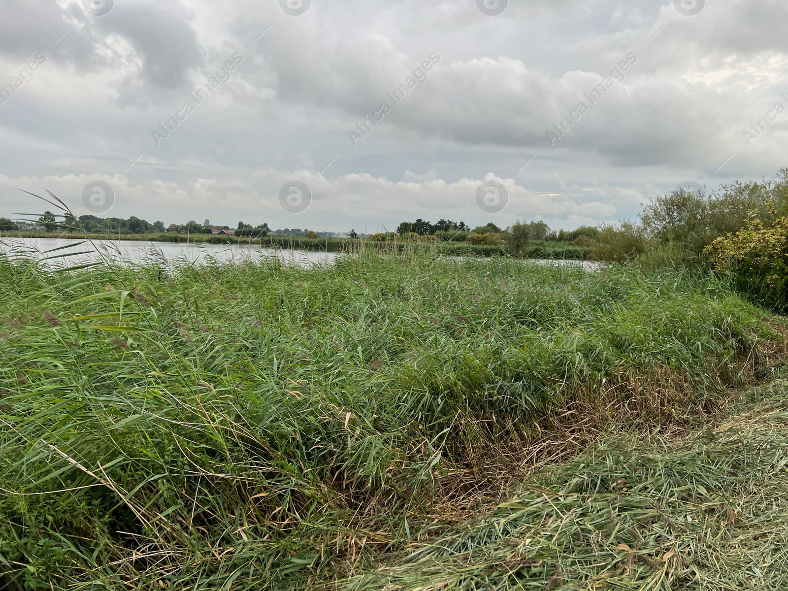 Photo of Picturesque view of river reeds and cloudy sky