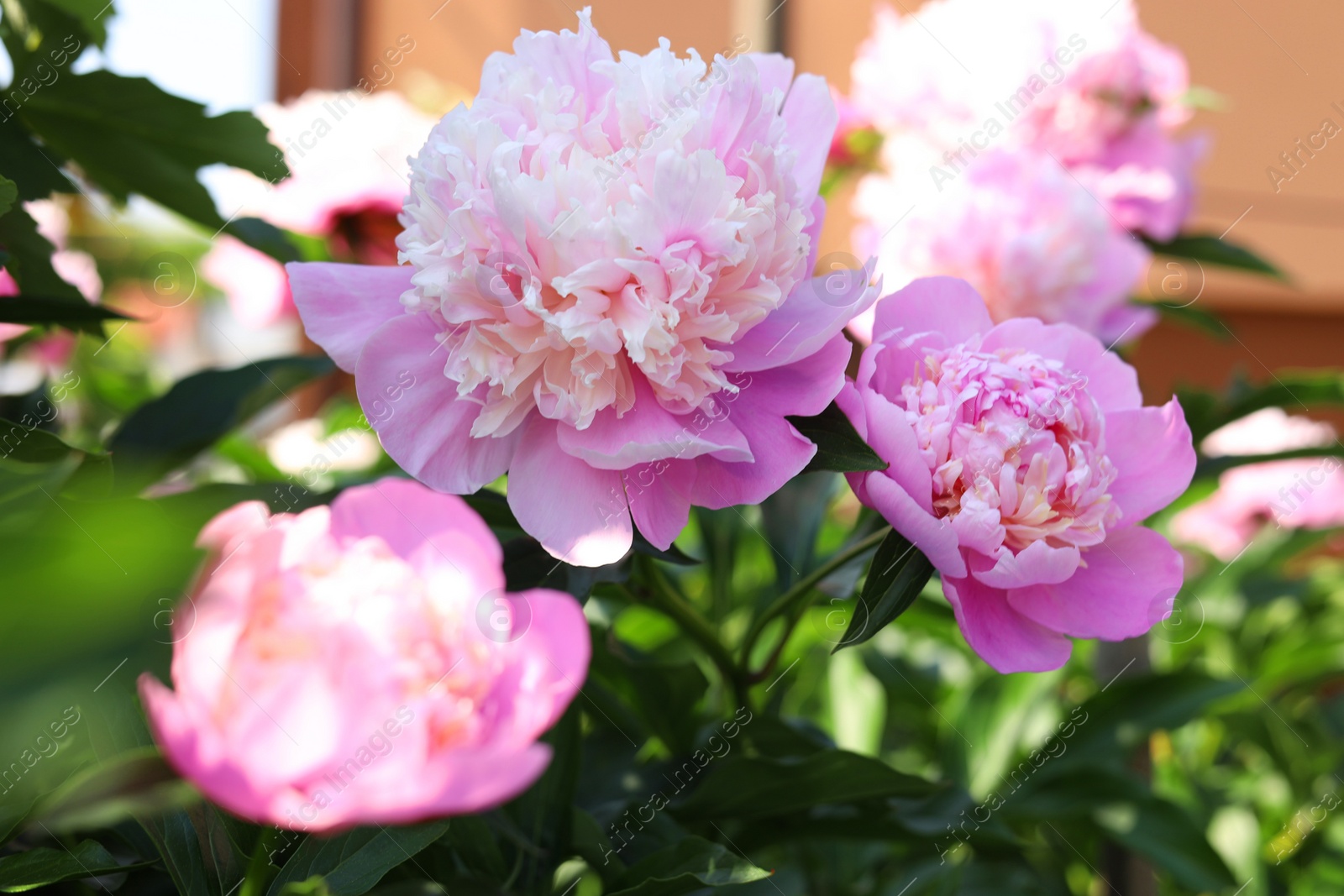 Photo of Wonderful pink peonies in garden outdoors, closeup