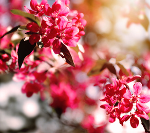 Image of Beautiful blossoming spring tree with pink flowers, closeup