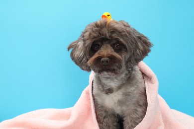 Photo of Cute Maltipoo dog wrapped in towel with bath duck on light blue background. Lovely pet