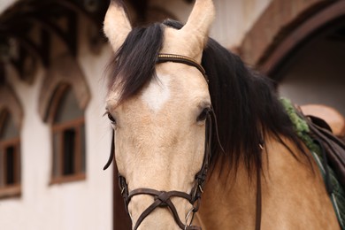 Photo of Horse with saddle in stable, closeup. Lovely domesticated pet