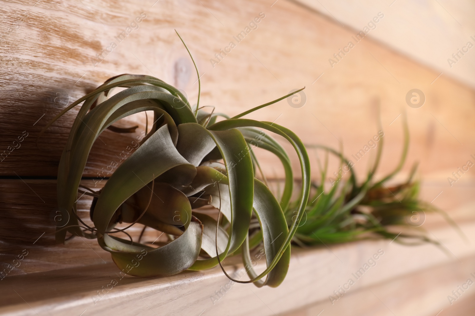 Photo of Tillandsia plants on wooden shelf, space for text. House decor