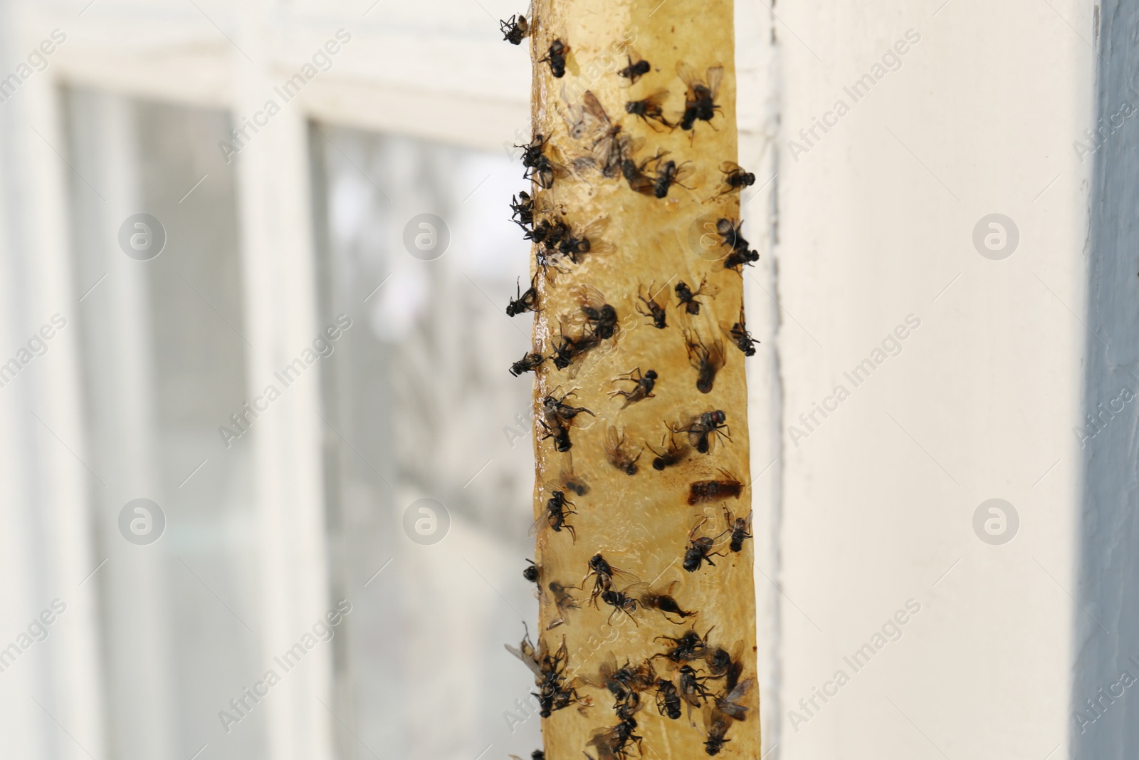 Photo of Sticky insect tape with dead flies on blurred background, closeup. Space for text