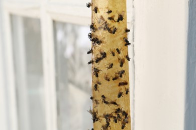 Photo of Sticky insect tape with dead flies on blurred background, closeup. Space for text