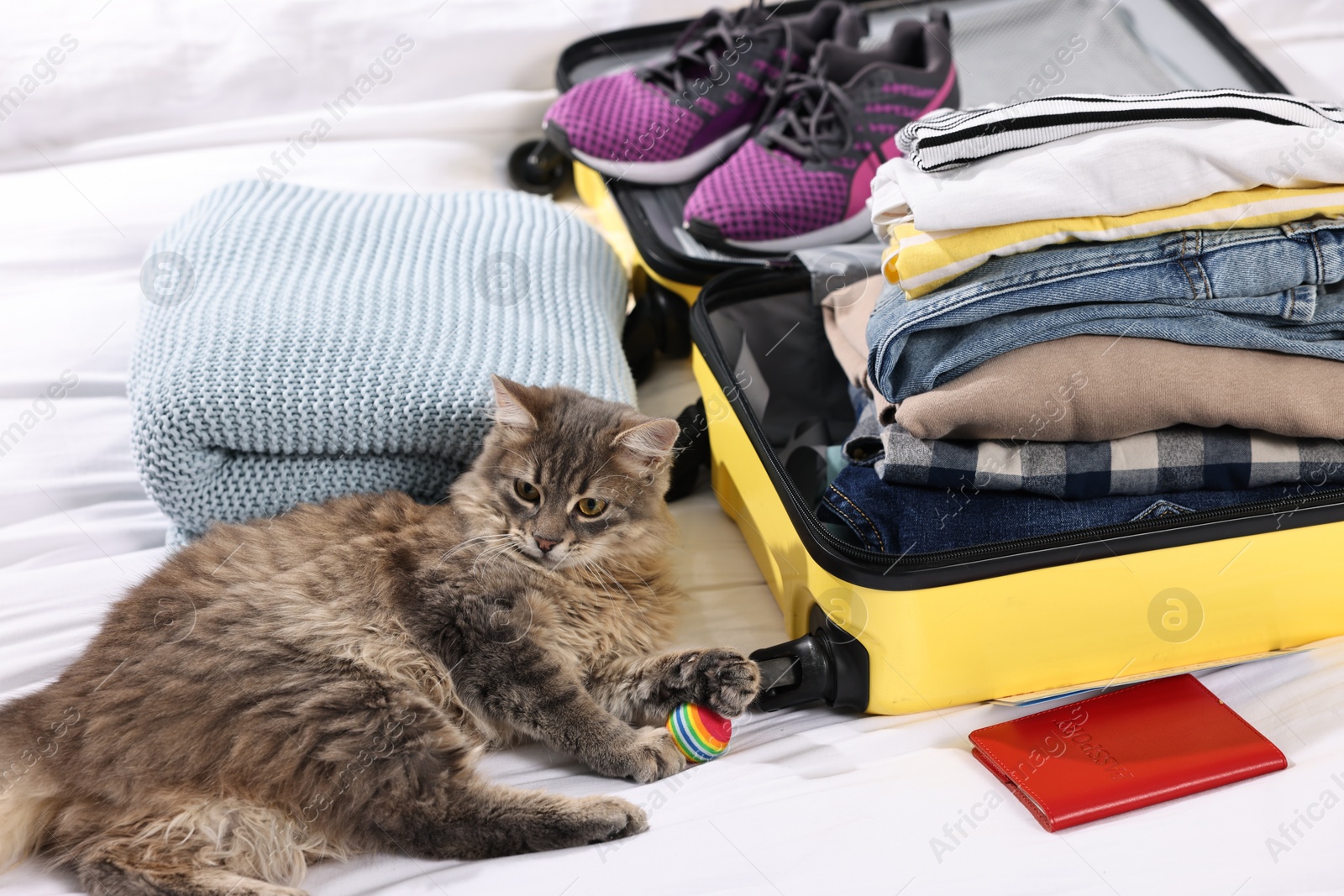 Photo of Travel with pet. Cat, ball, passport, clothes and suitcase on bed