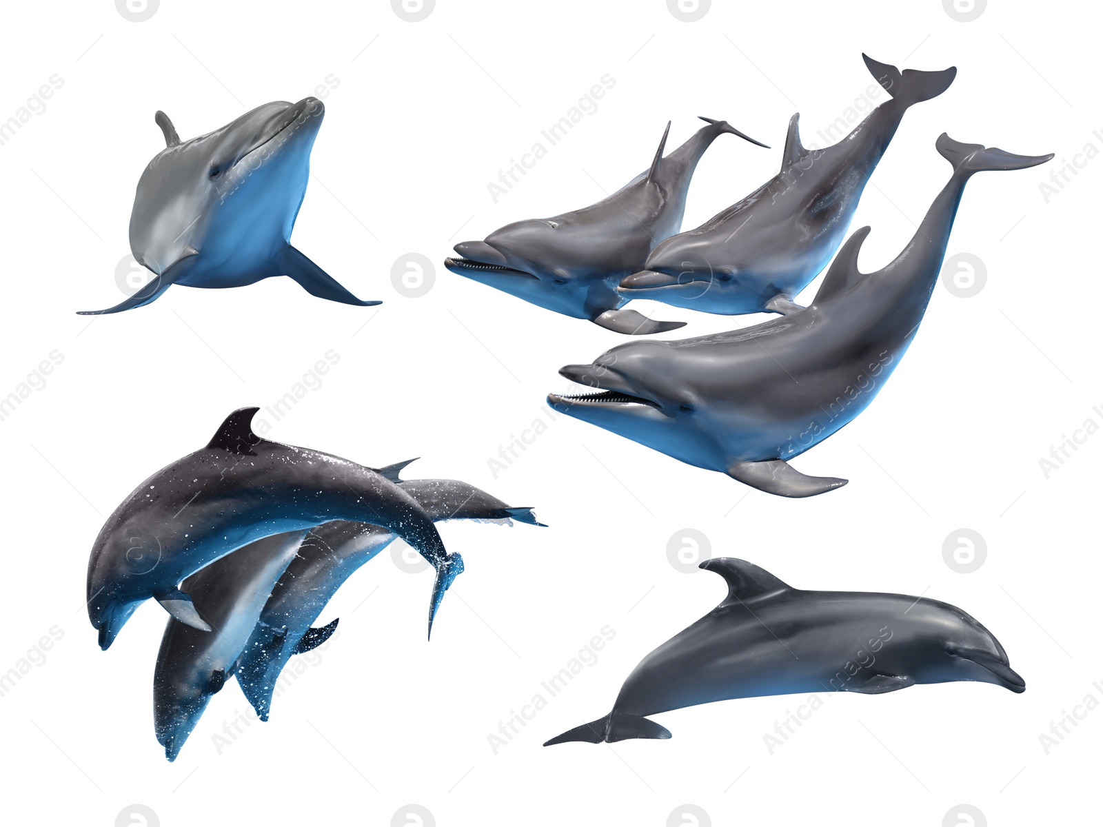 Image of Beautiful grey bottlenose dolphins on white background, collage