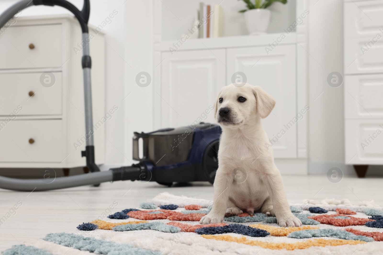 Photo of Cute little puppy on carpet at home. Space for text