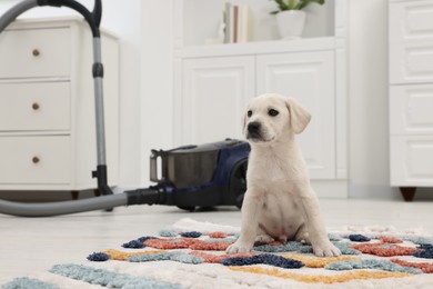 Cute little puppy on carpet at home. Space for text