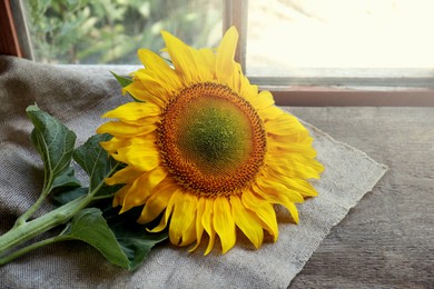 Beautiful sunflower on cloth near window indoors