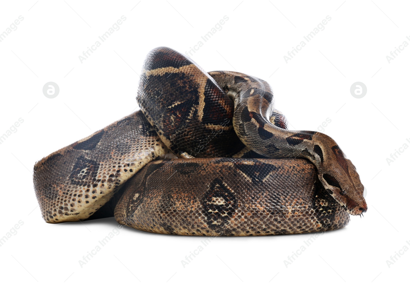 Photo of Brown boa constrictor on white background. Exotic snake