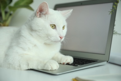 Photo of Adorable white cat lying on laptop at workplace, closeup