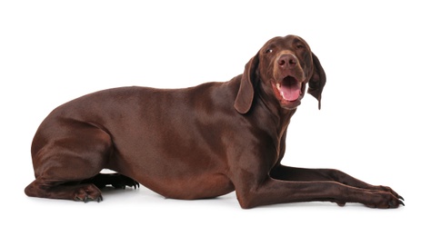 Photo of German Shorthaired Pointer dog on white background