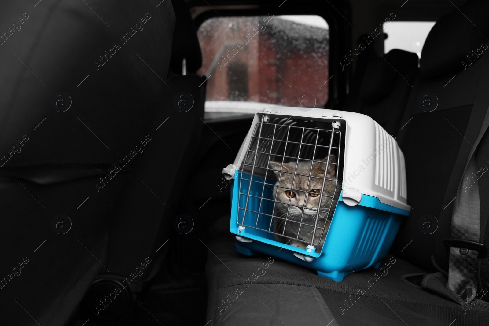 Photo of Travel with pet. Cute cat in carrier inside car