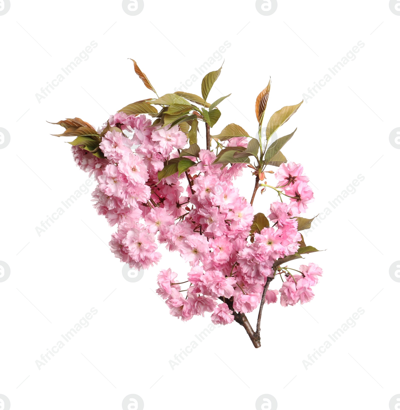 Photo of Beautiful sakura tree branch with pink flowers isolated on white